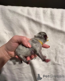 Photo №4. Je vais vendre spitz nain en ville de Ньюарк.  - prix - 284€