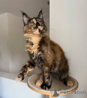 Photo №2 de l'annonce № 155395 de la vente maine coon - acheter à Suisse annonce privée