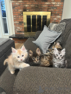 Photo №1. maine coon - à vendre en ville de Brême | négocié | Annonce № 177807