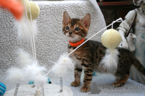 Photo №3. Chatons Bengal Cats vaccinés disponibles à la vente. Allemagne