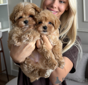 Photo №3. Adorable chiot Maltipoo abricot doux, moelleux et prêt pour l'amour. Allemagne