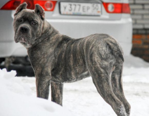 Photo №2 de l'annonce № 1109 de la vente cane corso - acheter à Fédération de Russie annonce privée