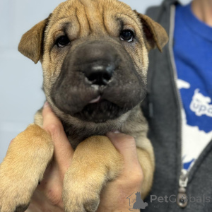 Photo №2 de l'annonce № 173384 de la vente shar pei - acheter à Danemark annonce privée