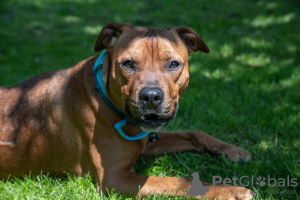 Photos supplémentaires: Iskander, le pit-bull ensoleillé le plus gentil, cherche une maison !