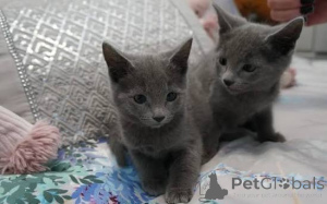 Photo №3. Chatons bleus russes authentiques. La Slovénie