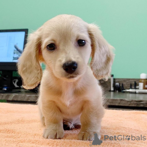 Photo №3. Chiots teckels à vendre. USA