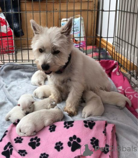 Photo №1. west highland white terrier - à vendre en ville de Seda | négocié | Annonce №160011