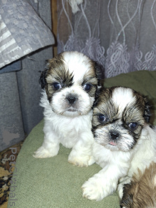 Photo №4. Je vais vendre yorkshire terrier, lhassa apso, maltipu, pékinois, caniche (nain), caniche (jouet), shih tzu en ville de Riga. annonce privée, de l'abri, éleveur - prix - 750€