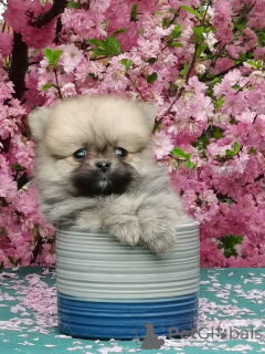 Photo №2 de l'annonce № 142480 de la vente chien bâtard - acheter à Fédération de Russie de la fourrière, éleveur