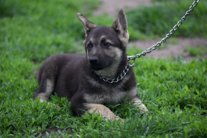 Photos supplémentaires: VEO femelle, à partir du 26.02, avec une métrique de chiot