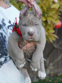 Photo №4. Je vais vendre american mastiff en ville de Mauvais kreuznach. annonce privée - prix - négocié