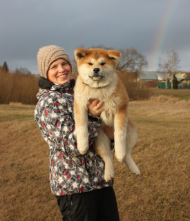 Photo №2 de l'annonce № 5441 de la vente akita (chien) - acheter à Biélorussie éleveur