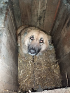 Photo №2 de l'annonce № 167687 de la vente chien bâtard - acheter à Biélorussie annonce privée
