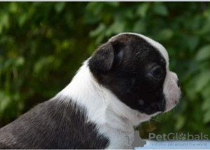 Photos supplémentaires: Beaux chiots Boston Terrier