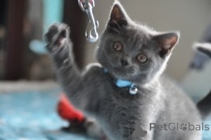 Photo №1. british shorthair - à vendre en ville de Anvers | Gratuit | Annonce № 165760