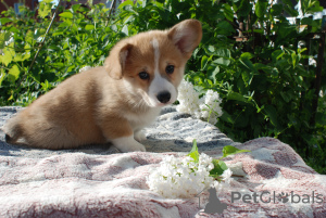 Photos supplémentaires: Adorables garçons pembroke corgi gallois