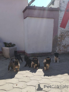 Photo №4. Je vais vendre akita américain en ville de Ruma.  - prix - négocié