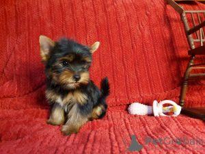 Photos supplémentaires: Chiots yorkshire terrier à vendre