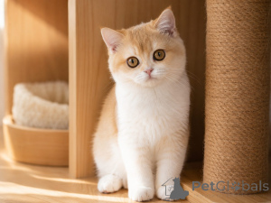 Photo №3. Beaux chatons British Shorthair à marquage rare. La Grande-Bretagne