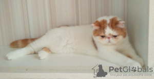 Photo №2 de l'annonce № 62411 de la vente exotic shorthair - acheter à Biélorussie éleveur