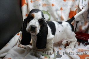 Photo №1. basset hound - à vendre en ville de Quadratsch | 350€ | Annonce №170147