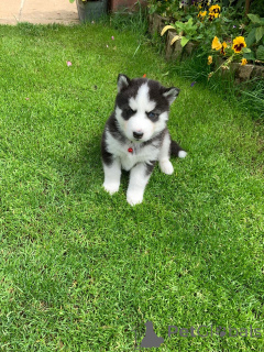 Photo №1. husky de sibérie - à vendre en ville de Pärnu | 500€ | Annonce №158976