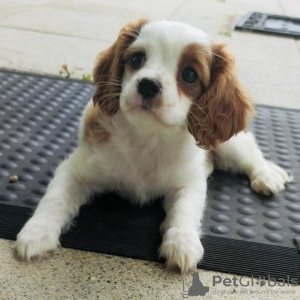 Photo №1. cavalier king charles spaniel - à vendre en ville de Berlin | Gratuit | Annonce №127155