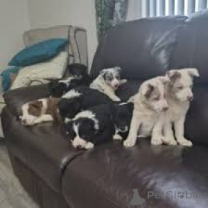 Photo №1. border collie - à vendre en ville de Bruxelles | 700€ | Annonce №165227