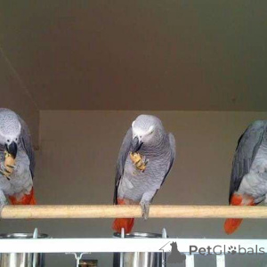 Photo №1. pinscher allemand, berger allemand, braque allemand à poil court, schnauzer géant - à vendre en ville de Airle Beach | négocié | Annonce №145251