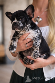 Photo №4. Je vais vendre bouledogue en ville de Innsbruck. annonce privée - prix - négocié