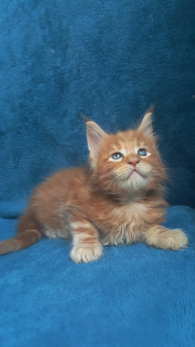 Photo №2 de l'annonce № 3233 de la vente maine coon - acheter à Ukraine annonce privée, de la fourrière, éleveur