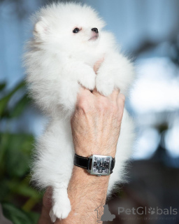 Photo №3. Rayons poméraniens. Allemagne