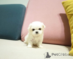 Photo №1. bichon maltais - à vendre en ville de Helsinki | 500€ | Annonce №164003