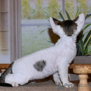Photo №3. Devon Rex Kätzchen Zur Adoption Verfügbar. Allemagne