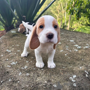 Photos supplémentaires: Excellents chiots beagle de race pure et en bonne santé