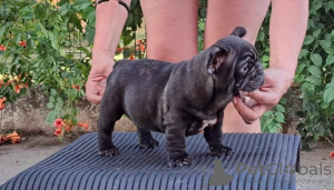 Photo №4. Je vais vendre bouledogue en ville de Gaj. éleveur - prix - négocié