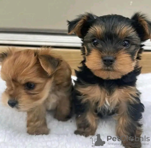 Photo №1. yorkshire terrier - à vendre en ville de Helsinki | 350€ | Annonce №117308