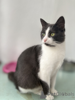 Photo №1.  - à vendre en ville de Minsk | Gratuit | Annonce № 156450