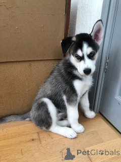 Photo №2 de l'annonce № 137901 de la vente husky de sibérie - acheter à Allemagne 