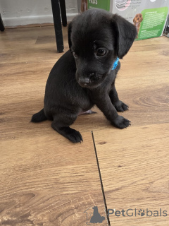 Photo №1. patterdale terrier - à vendre en ville de Feldkircch | négocié | Annonce №170083