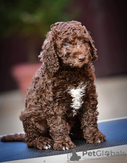 Photos supplémentaires: Chiots Chien d'eau espagnol