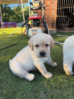 Photo №3. Adorable chiot Labrador Retriever jaune ludique, en bonne santé et prêt pour un. Luxembourg