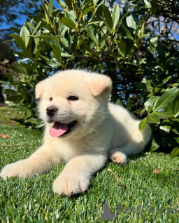 Photo №1. akita américain - à vendre en ville de Hambourg | négocié | Annonce №160854