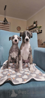 Photo №2 de l'annonce № 161486 de la vente lévrier persan - acheter à Serbie 