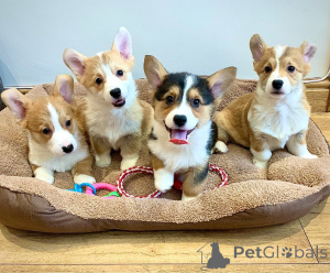 Photo №4. Je vais vendre welsh corgi en ville de Ronelare. annonce privée, éleveur - prix - 1000€