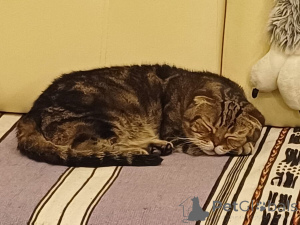 Photo №3. Attention! Vous cherchez urgent une maison, un merveilleux chat Richard!. Fédération de Russie