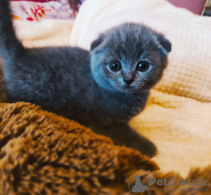 Photos supplémentaires: Chaton Scottish Fold