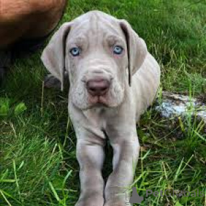 Photo №1. dogue allemand - à vendre en ville de Amsterdam | 700€ | Annonce №160799