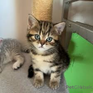 Photo №2 de l'annonce № 166330 de la vente exotic shorthair - acheter à La finlande annonce privée, éleveur