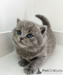 Photo №1. british shorthair - à vendre en ville de Los Angeles | 246€ | Annonce № 88657